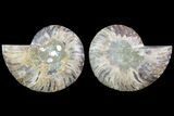 Cut & Polished Ammonite Fossil - Agatized #78367-1